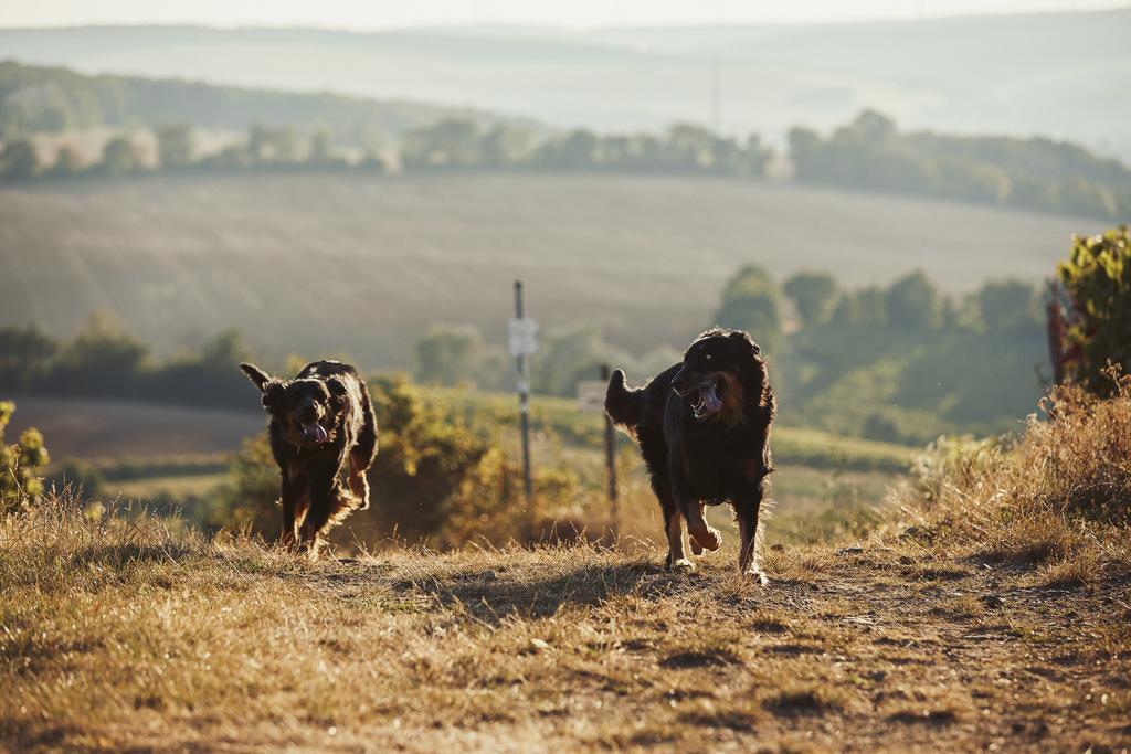 Meyerhof - Bioweingut, Vinothek & Gaestehaus フロンハイム エクステリア 写真